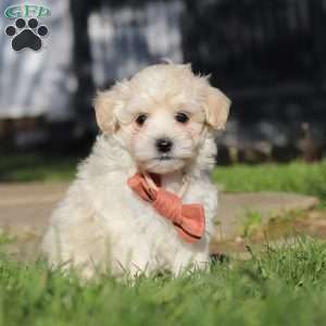 Elliot, Maltipoo Puppy